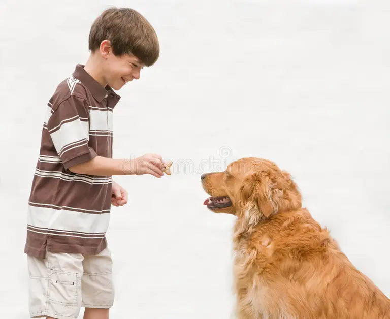 Gifts For Pets